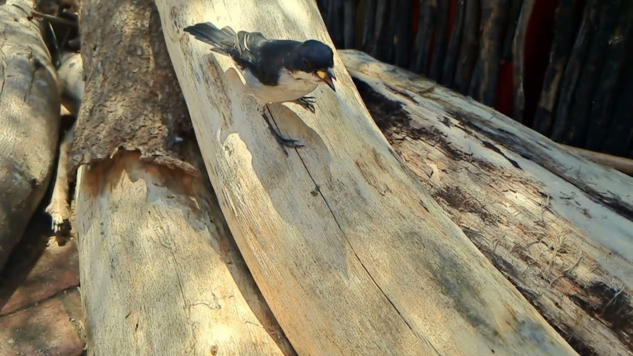 Incredible slow motion footage- South African garden and wild birds!