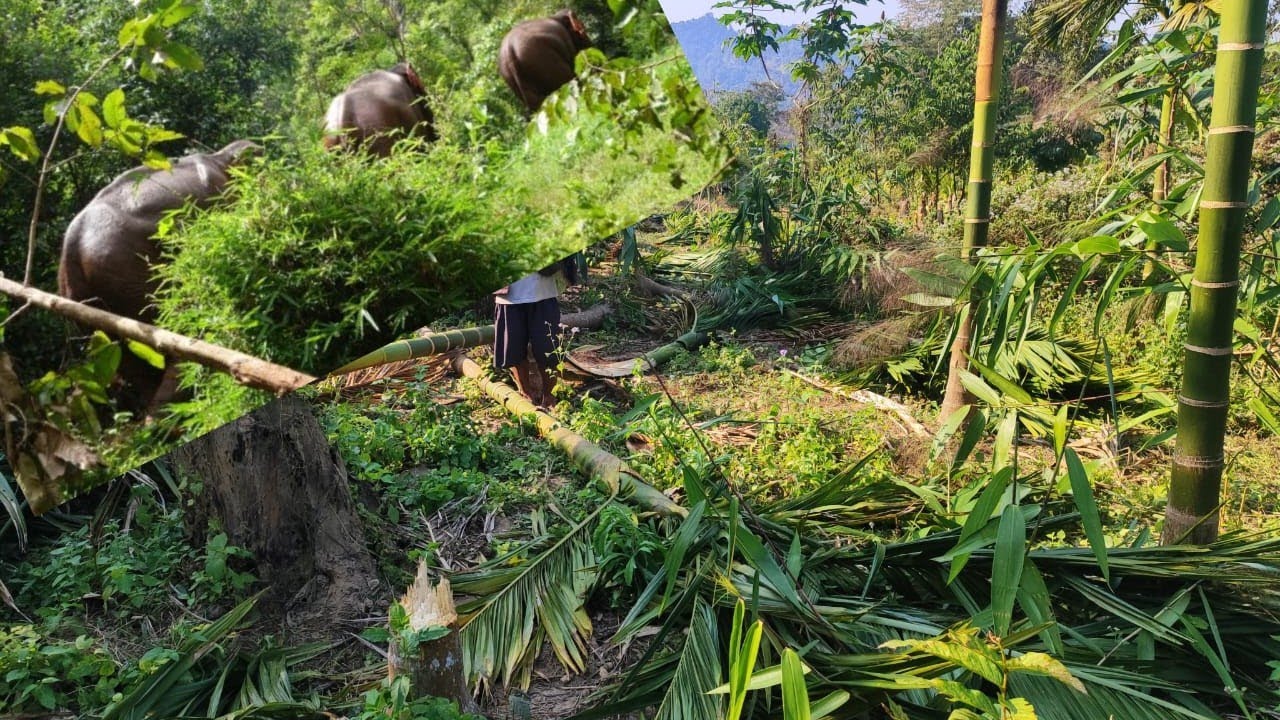 Wild elephants destroy areca nut (betel nut) plantation in  wokha Nagaland under 40 A/C