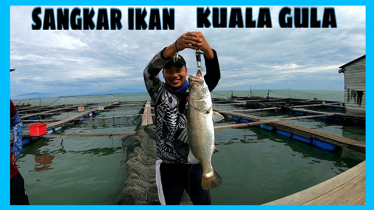 SANGKAR IKAN KUALA GULA. Fishing and fish feeding
