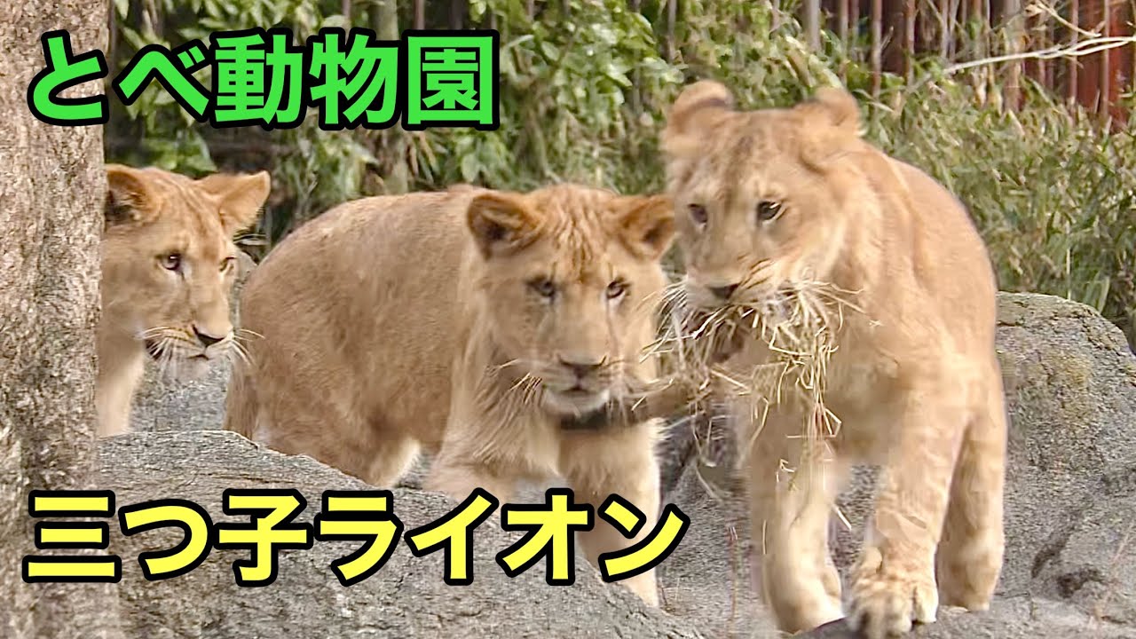 じゃれあう三つ子ライオン　つくしくん、アネちゃん、モネちゃん【とべ動物園】Lion Tsukushi-kun Ane-chan Mone-chan Tobe Zoo