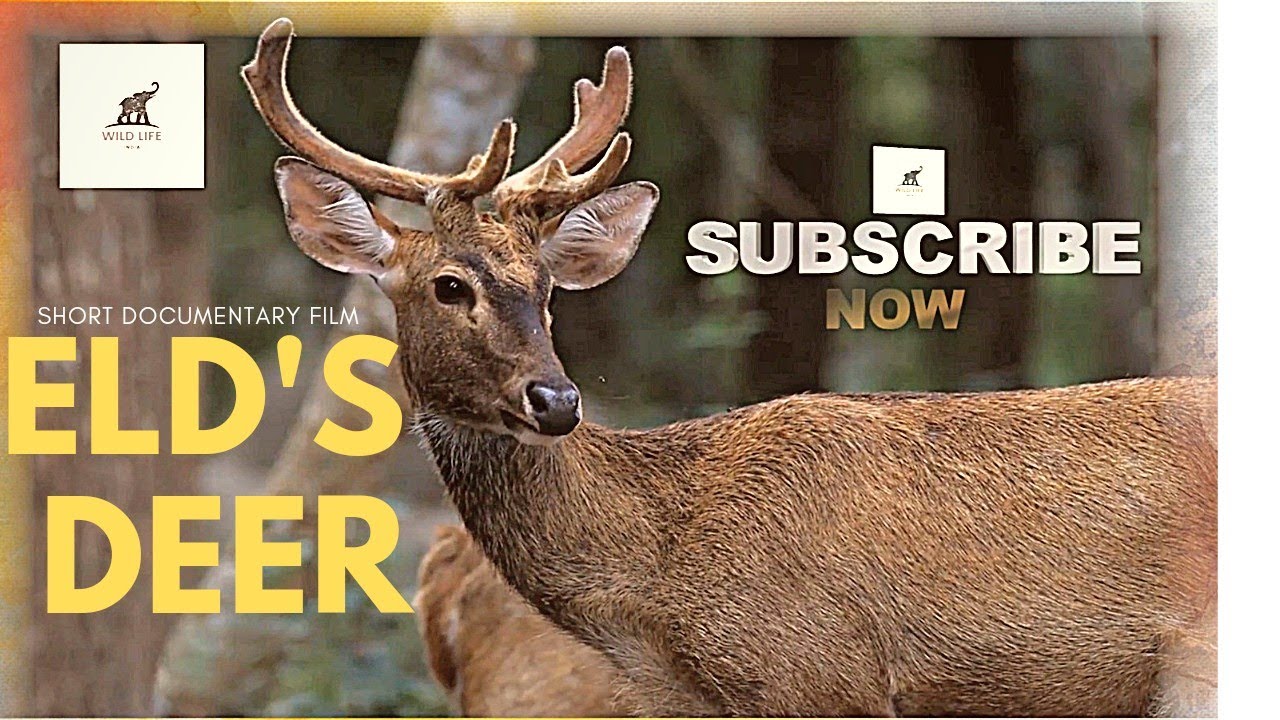 ELD'S DEER | SHORT DOCUMENTARY |