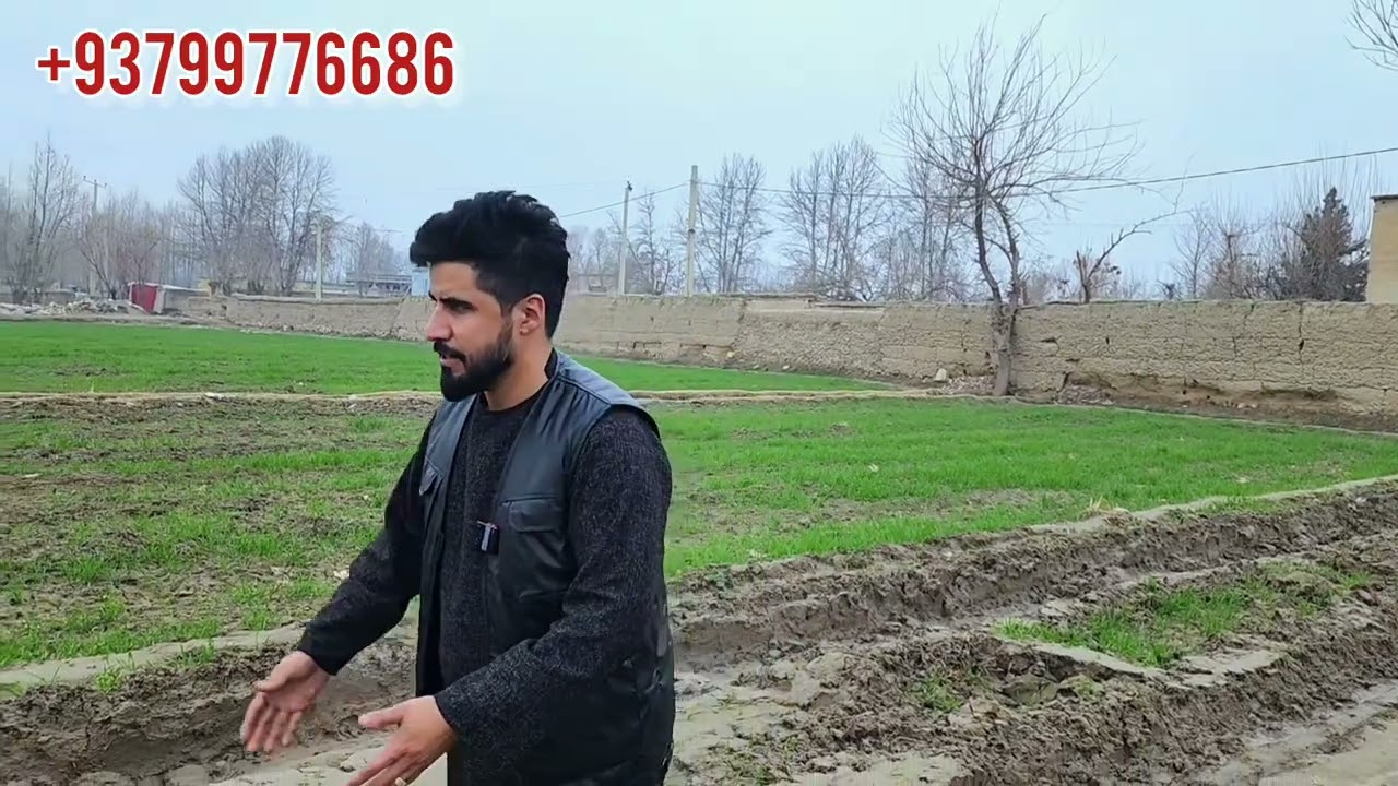 نمرات فروشی در شهرخان آباد بندر بخاری پل پری گل 