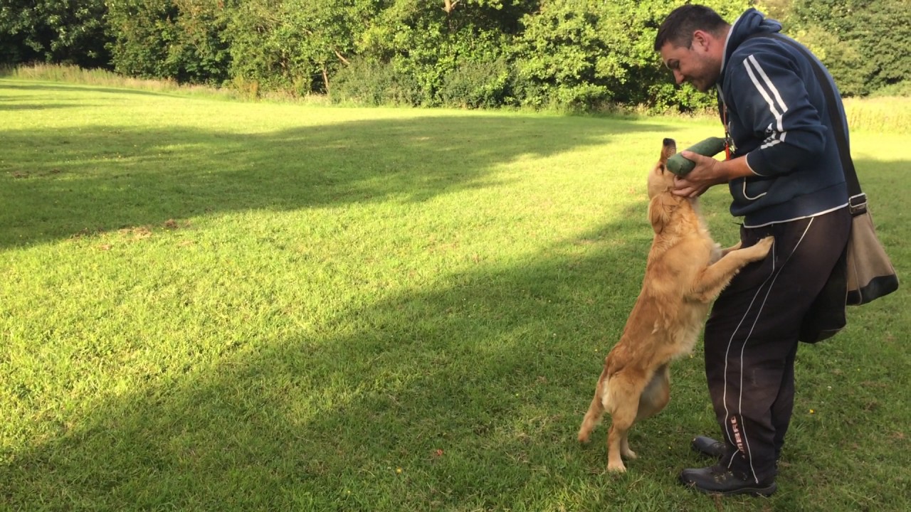 Working Golden Retriever 24week old-Long memory retrieves and testing the stop whistle.
