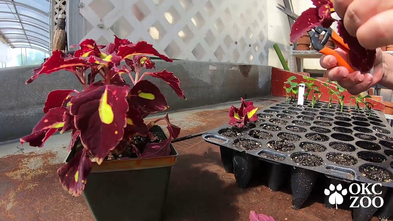 Day in the Life of a Horticulturist