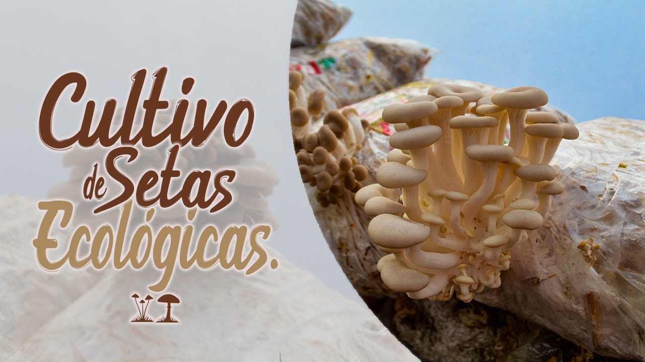 CULTIVO DE SETAS ECOLÓGICAS | Proceso completo