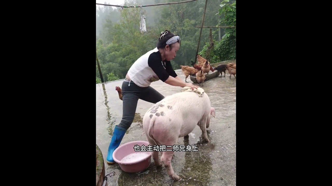 男子意外捡到一头猪，将其带回后，让它过上了让人羡慕的生活！ #animals #动物救助 #pets #主人 #寵物友善日常 #感人壹幕