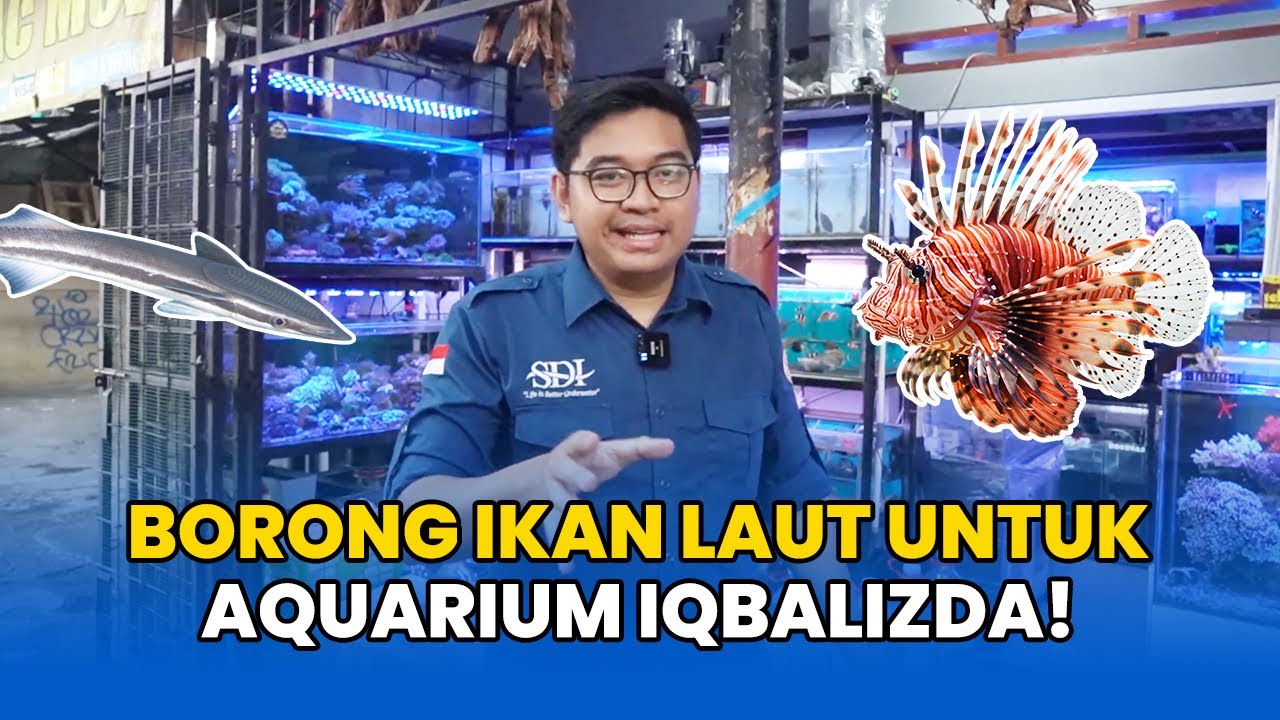 KHILAF! IQBALIZDA BORONG IKAN LAUT UNTUK AQUARIUM FULL SET SDI!?