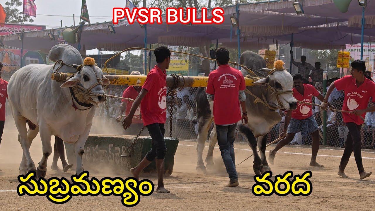 2026-రెంటచింతల.సీనియర్స్.5వ జత.PVSR BULLS పావులూరి వీరాస్వామి చౌదరి గారు. (సుబ్రమణ్యం వరద) .గిత్తలు