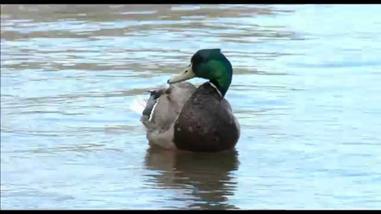 SMC Pentax 15mm T3.5 Olympus Zuiko 300mm T4.5 on Blackmagic URSA 4K EF