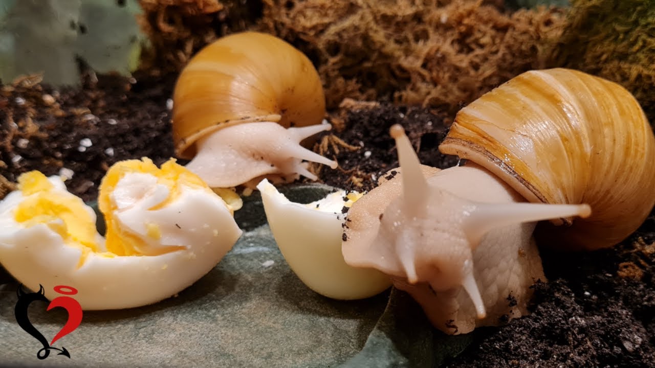 Gekochte Eier für meine Achatschnecken / Was neues auf den Speiseplan