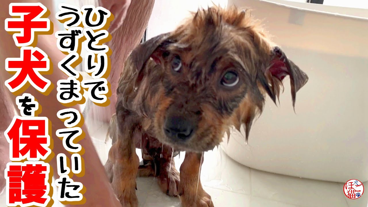 【子犬　保護犬　名前募集】群れからはぐれて　ひとりでうずくまっていた子犬を保護しました