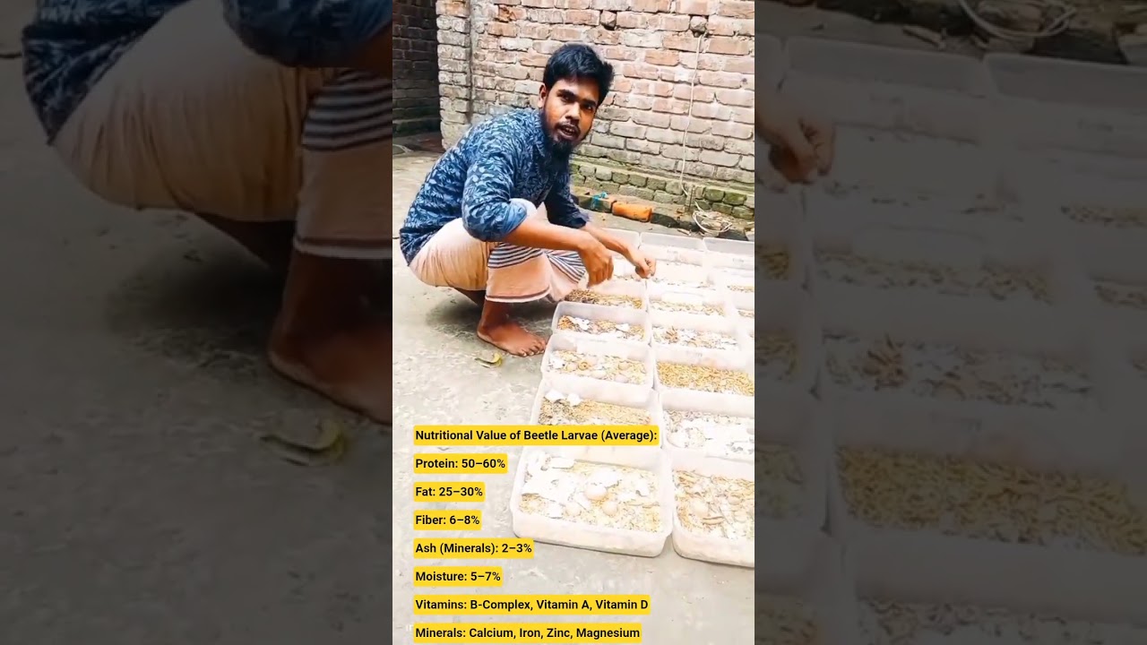 Nutritional Value of Beetle Larvae (Average):Protein: 50&ndash;60. #insectmacro #larvae #mealworms