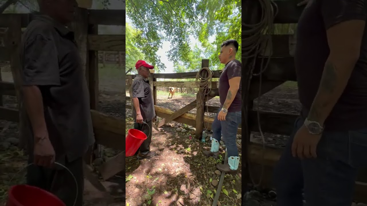 Mechito y El Tieso no pueden ordeñar una Vaca