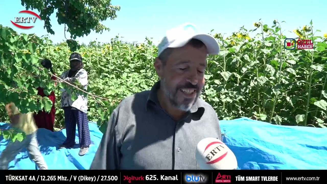 KAYISIDA HASAT DÖNEMİ BAŞLADI