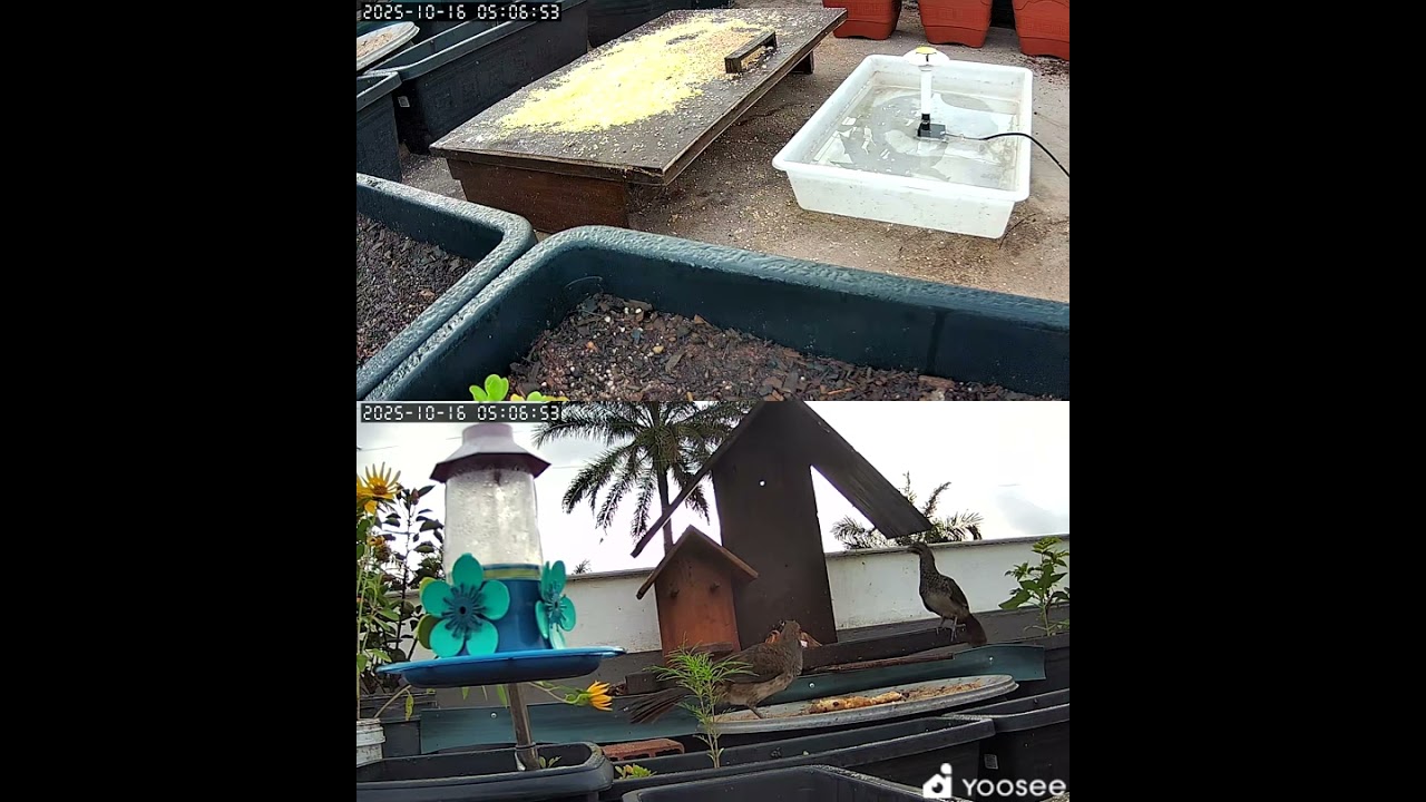 Comedouro de aves soltas 