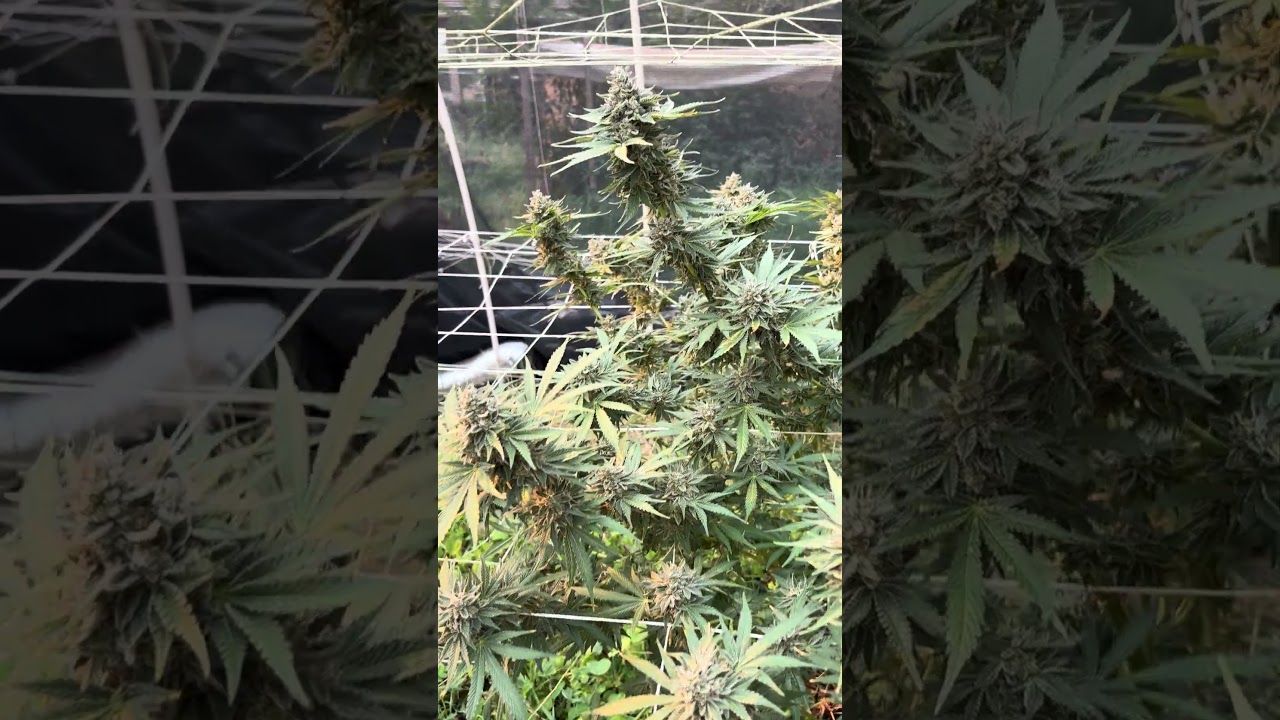 #fortunecookies #lightdep #greenhouse #day64 #livingsoil #loyaltothesoil