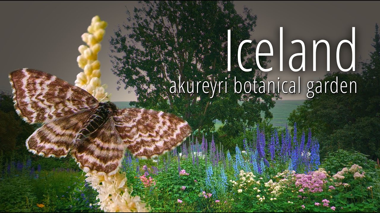 AKUREYRI BOTANICAL GARDEN | 🇮🇸 Iceland | #naturelove #botanicalgarden #akureyri