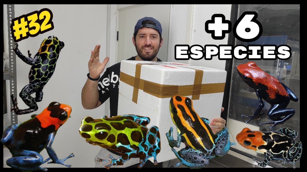 🐸🤩¡TRAEMOS NUEVAS ESPECIES DE RANAS DARDO! 🐸| KANAKY VLOG #32