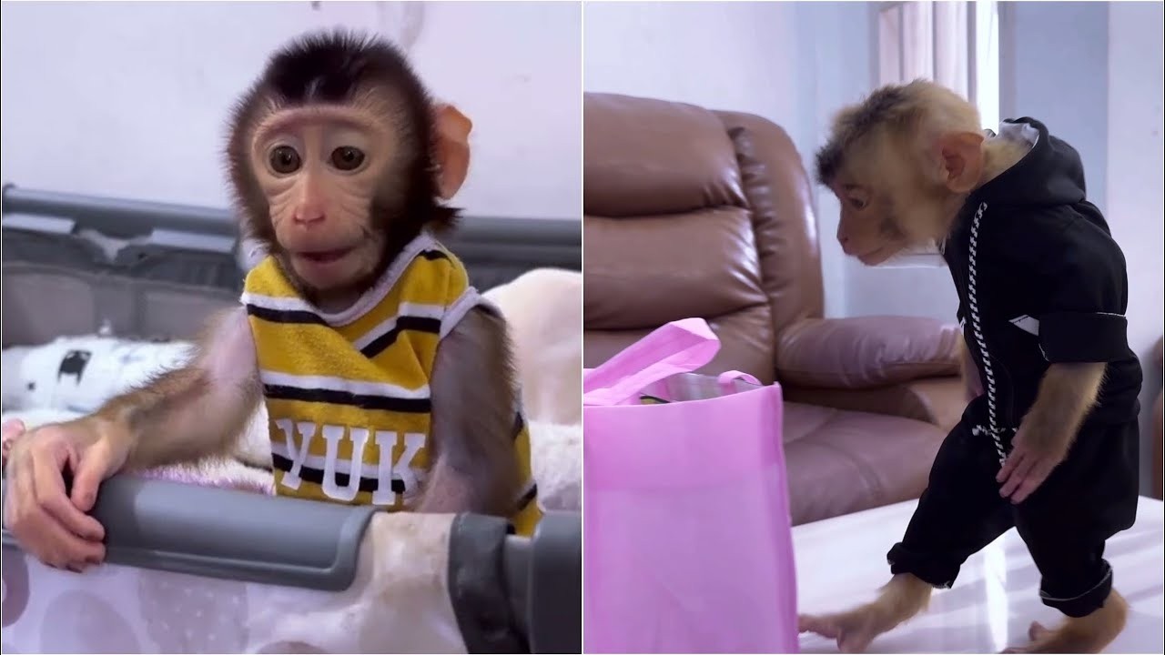 Baby Monkey Dino hopes alpha will bring him food when mom is not at home