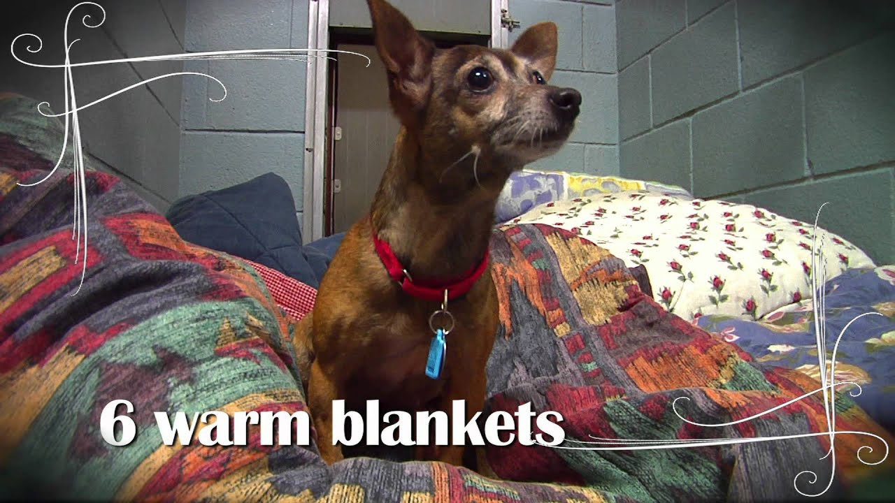 Save-A-Pet's Holiday Video