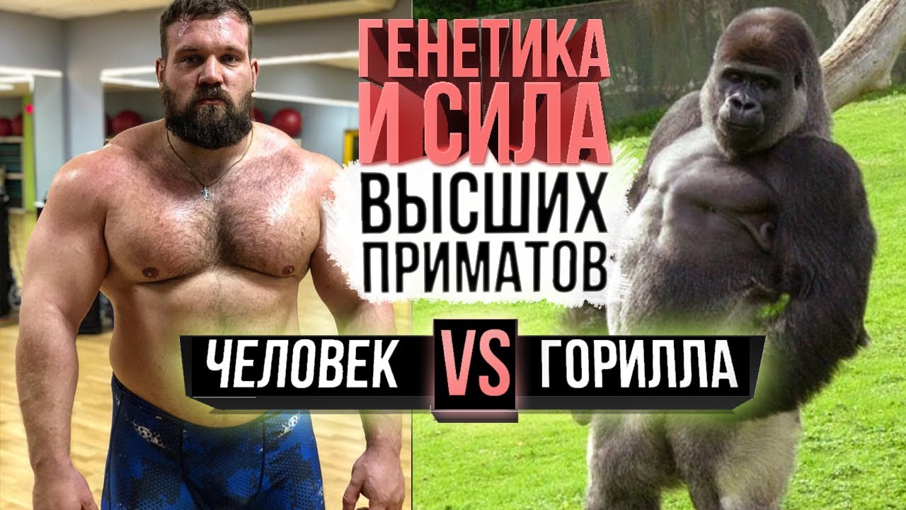 Человек против гориллы (Сила шимпанзе, орангутанга против Сарычева)