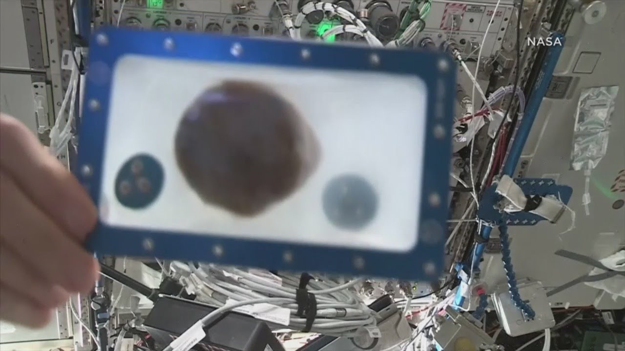 Winner Announced In 1st Chocolate Chip Cookie Baking Contest In Space