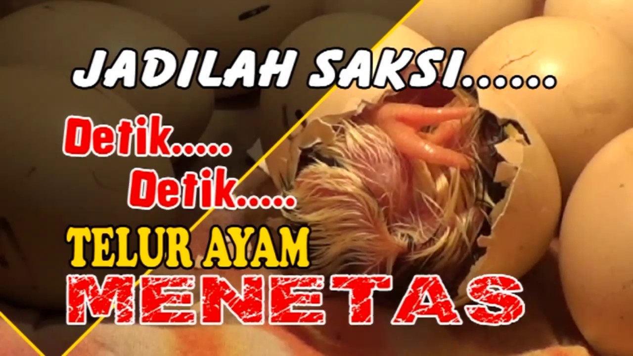 DETIK DETIK TELUR AYAM MENETAS