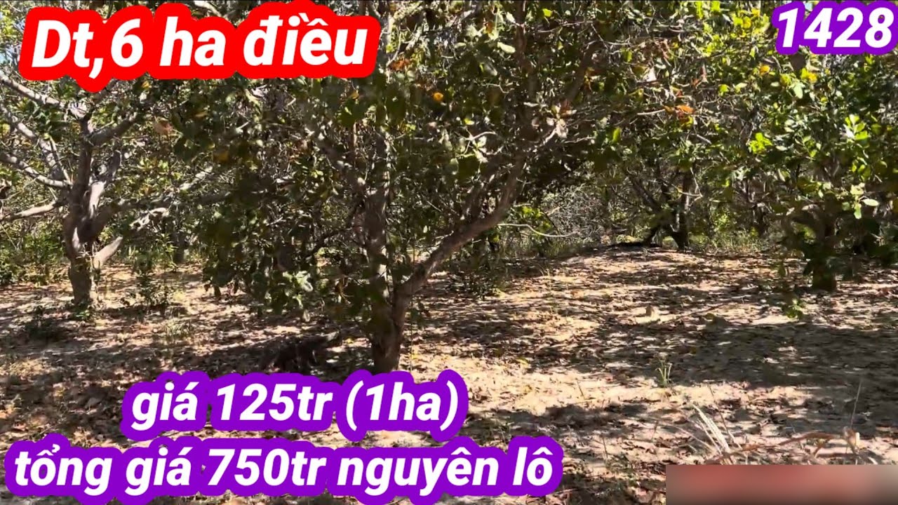 DT,..6ha điều giá 750tr nguyên lô, xe ôtô bán tải vào tới rẫy, cách dân cư 6km