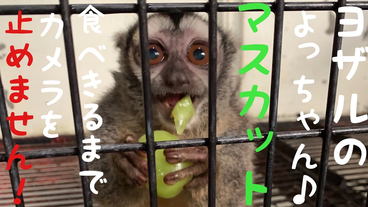 ヨザルのよっちゃんマスカットを食べる！！ The Night monkey eats a Muscat