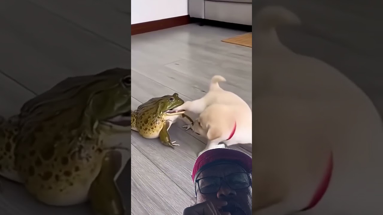 dog vs frog #animals #pets #cute