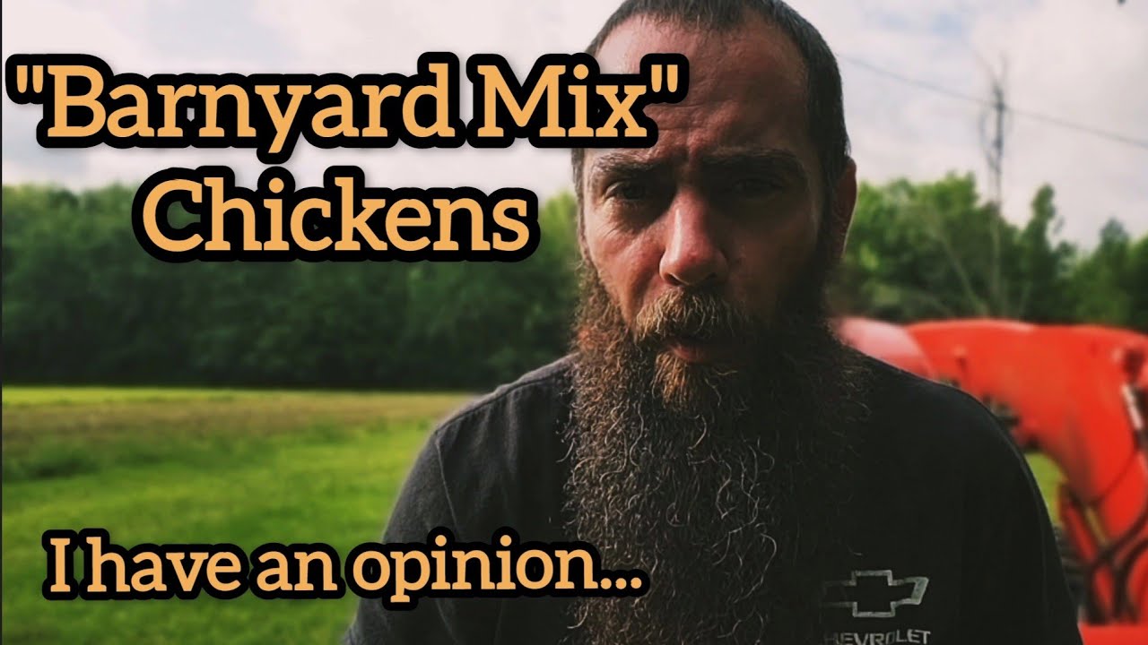 Barnyard Mix Chickens: What to Expect (or Not) feat. GrubTerra