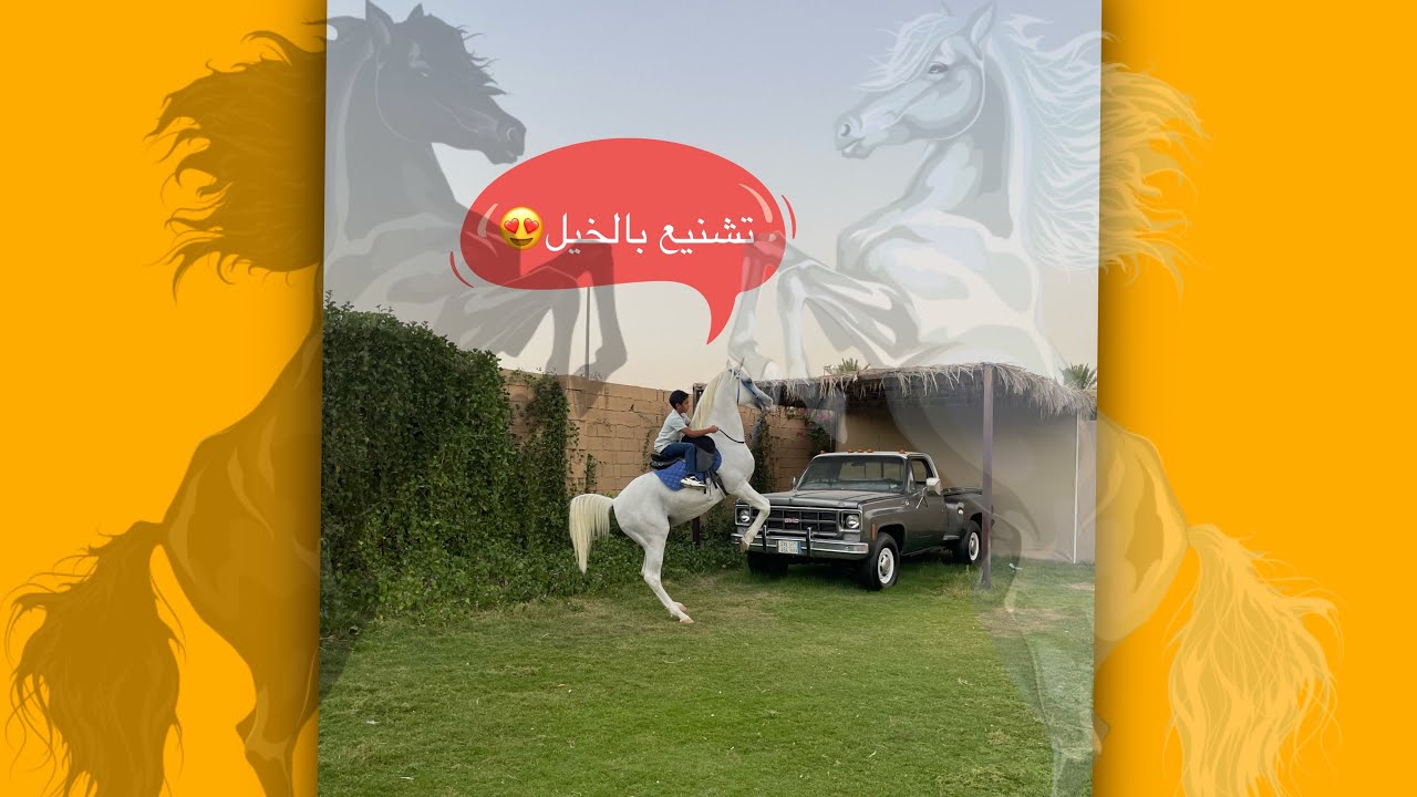 تشنيع سعد وأسامه على جمحان في مربط الصابريه للخيل العربيه الاصيله 😍🐎👏🏻الجزء الأول🔺