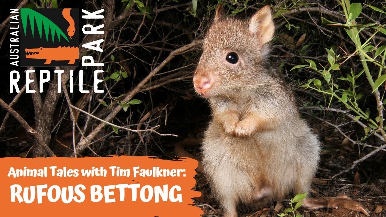 ANIMAL TALES WITH TIM FAULKNER | EPISODE SIX | RUFOUS BETTONG