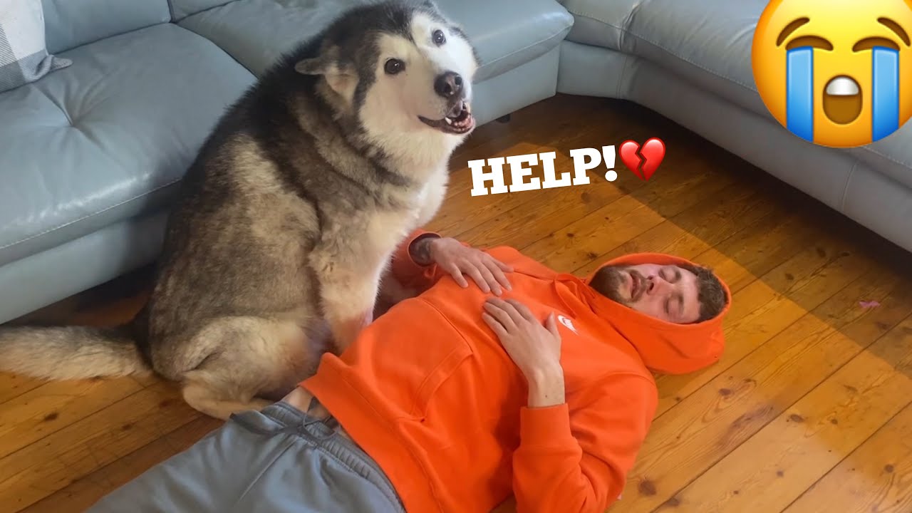 Will My Huskies Save My Life Prank!? [PUPPY v FEMALE v MALE]