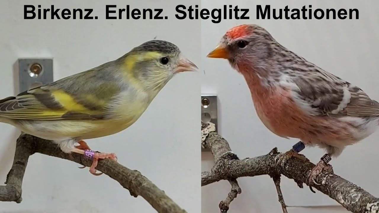 Birkenzeisig, Erlenzeisig und Stieglitz Mutationen.