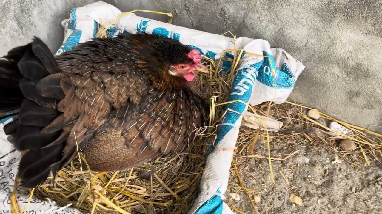 Xuống ổ gà 12 con, cách làm cho gà con khỏe và sống 100%