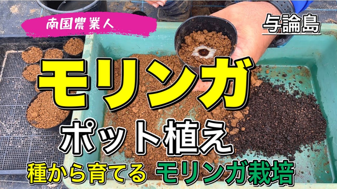 【モリンガ】モリンガポット植え。　　　　　　　　#モリンガ　#モリンガポット植え　#モリンガ植え付け　#モリンガ植え方#モリンガ栽培　#スーパーフード　#与論島　#ヨロン島　#南国農業人