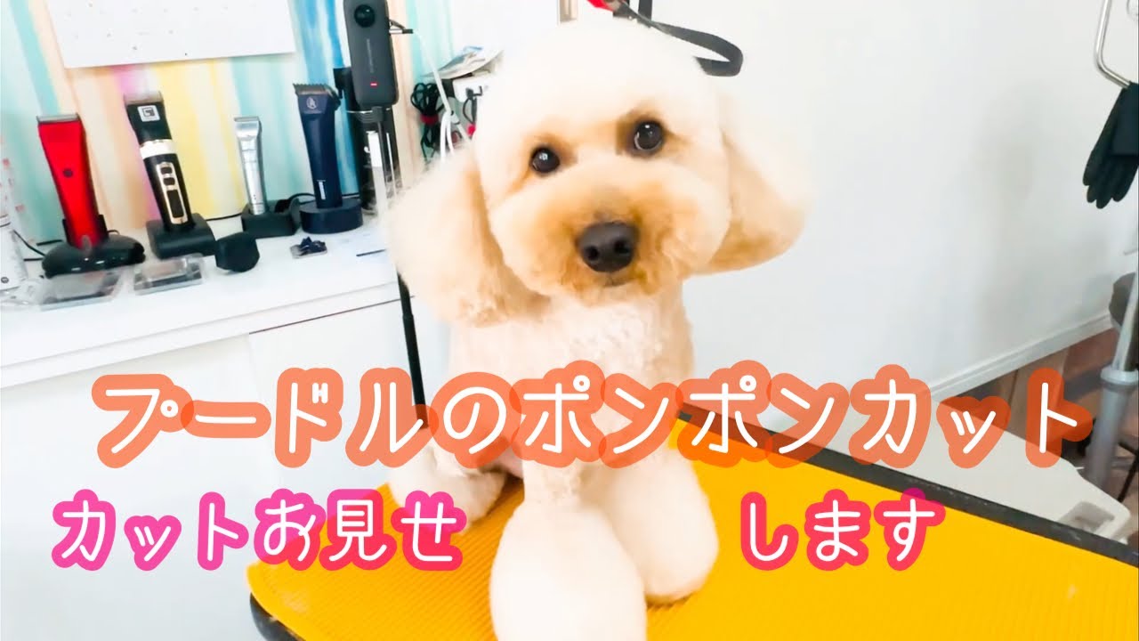 【トイプードル】顔カット！ピーナッツカットお見せします！サマーマイアミポンポンカット