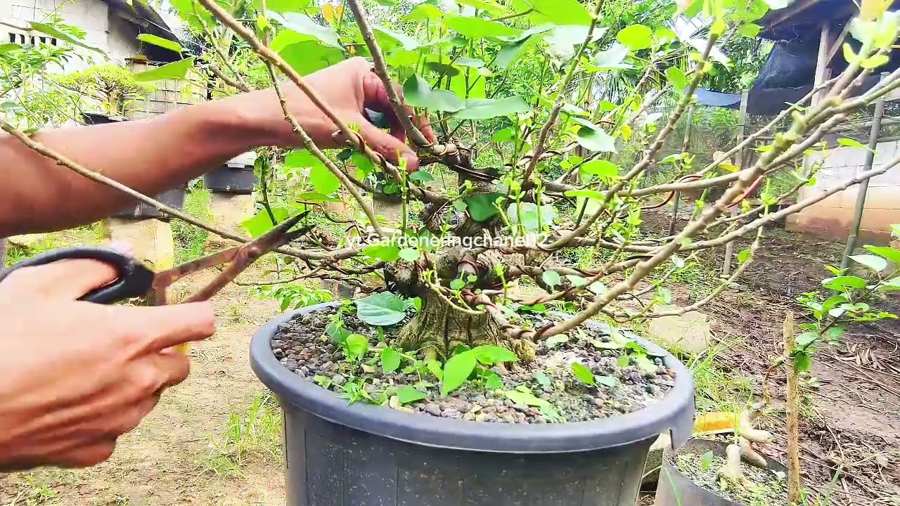 PRUNING BONSAI WARU BRAZIL @Gardeneringchanel12- #bonsai #bonsaiindonesia #bonsaitree 