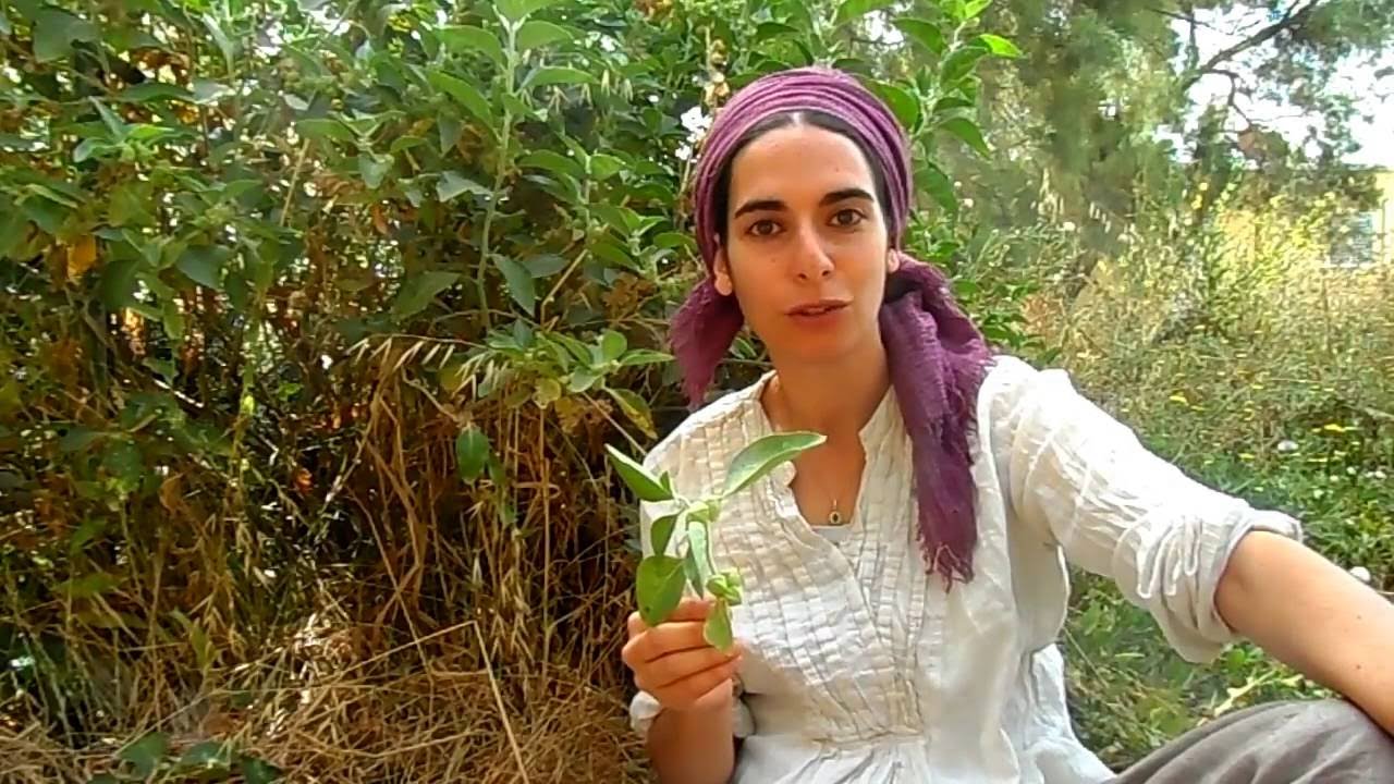 הצמח שמחזיר תשוקה לחיים ונמצא בכל חצר וגינה