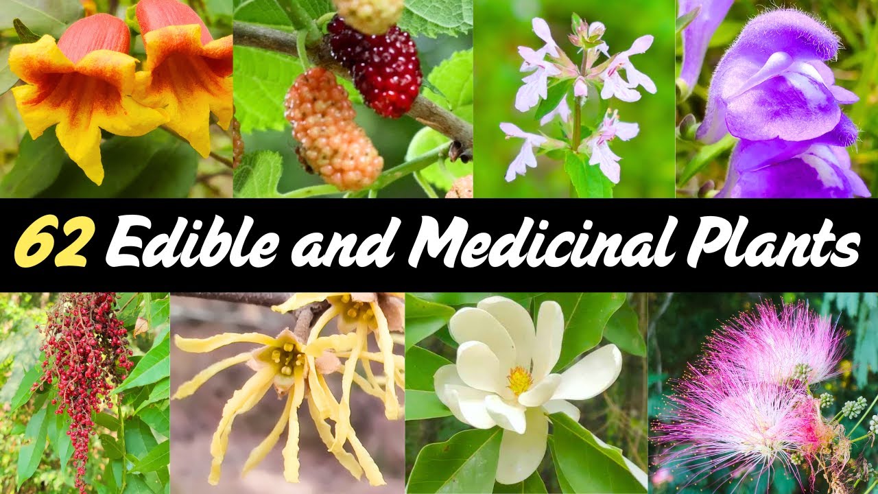 Southeast Foraging Guide: 62 Edible and Medicinal Plants