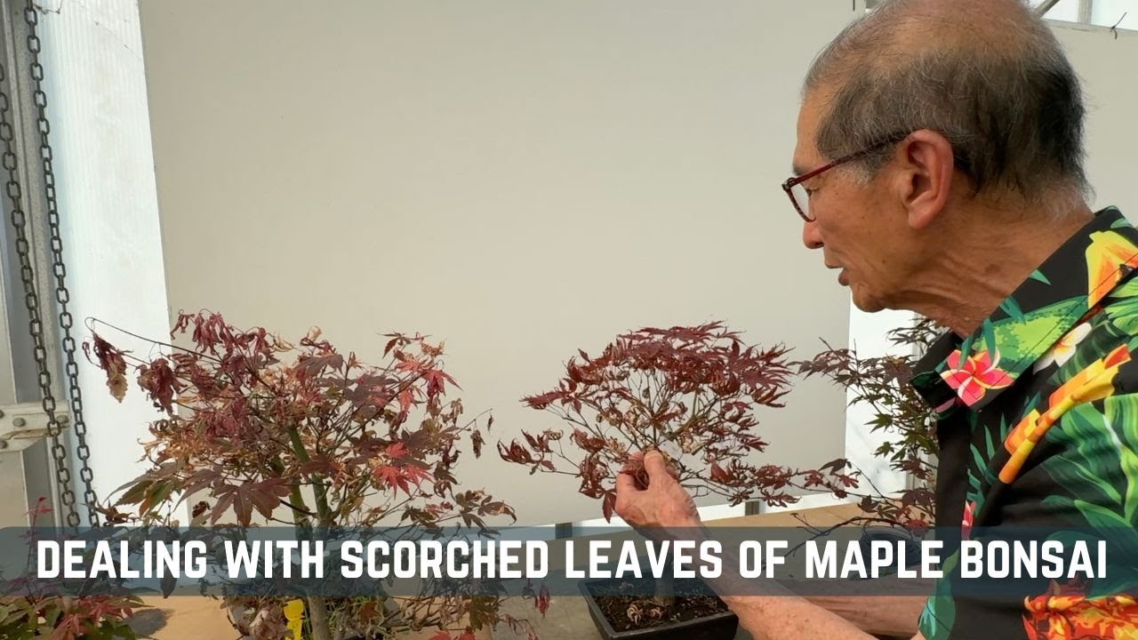 Dealing with Scorched Leaves on Maple Bonsai