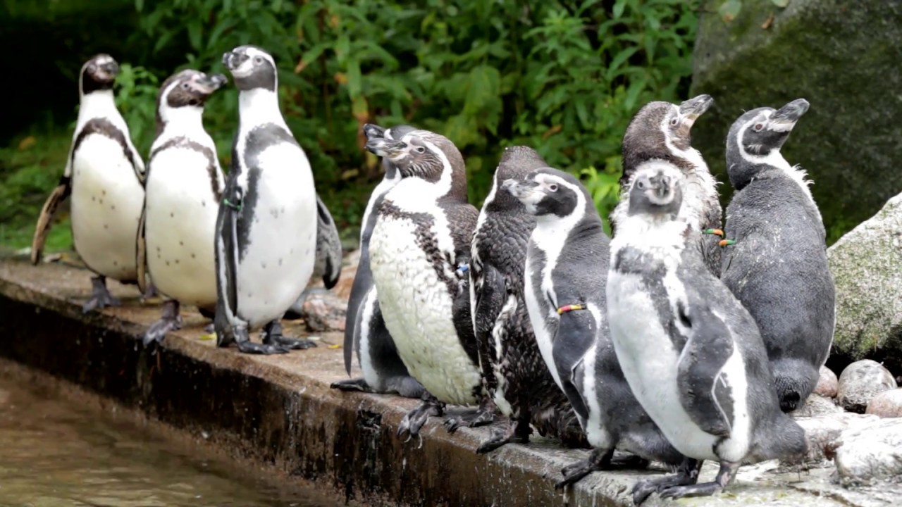 Segelflygning och Borås Zoo – Gone Camping på hög höjd och djurskötare för en dag i Borås