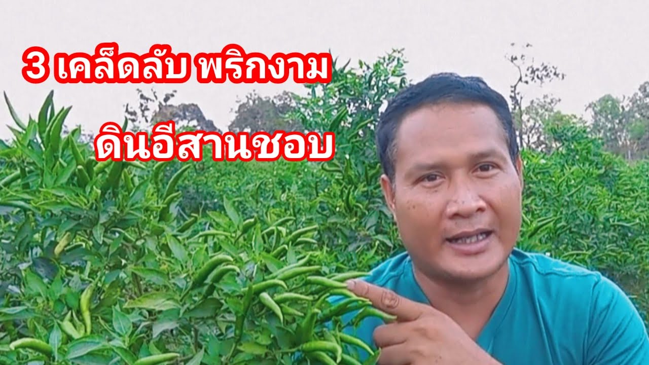 ปลูกพริกใช้สูตรนี้ดกแน่นอน มีลูกให้เก็บต่อเนื่องยาวนาน