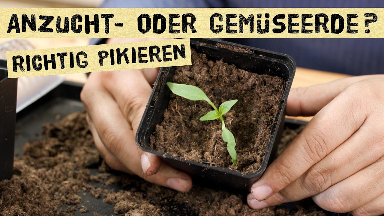 Jungpflanzen Pikieren: in Anzuchterde oder Gemüseerde? + Pikiergröße & wann man düngen sollte