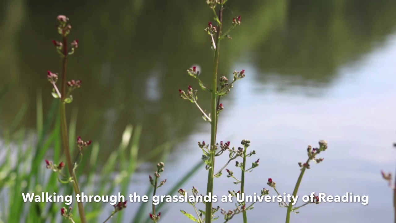 A Campus Grassland Walk