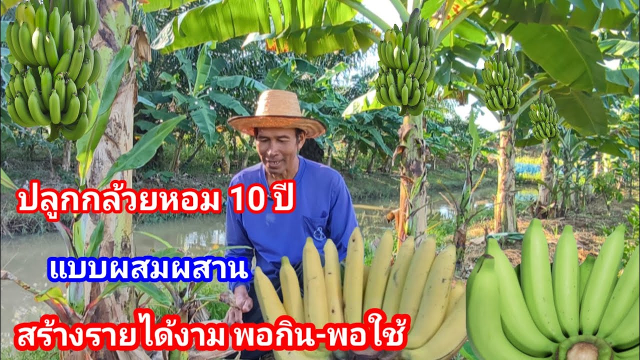 มีเงินไม่ขาดมือเพราะกล้วยหอม!! ปลูกมา10ปี ปัญหาที่พบ ตลาดที่ขาย