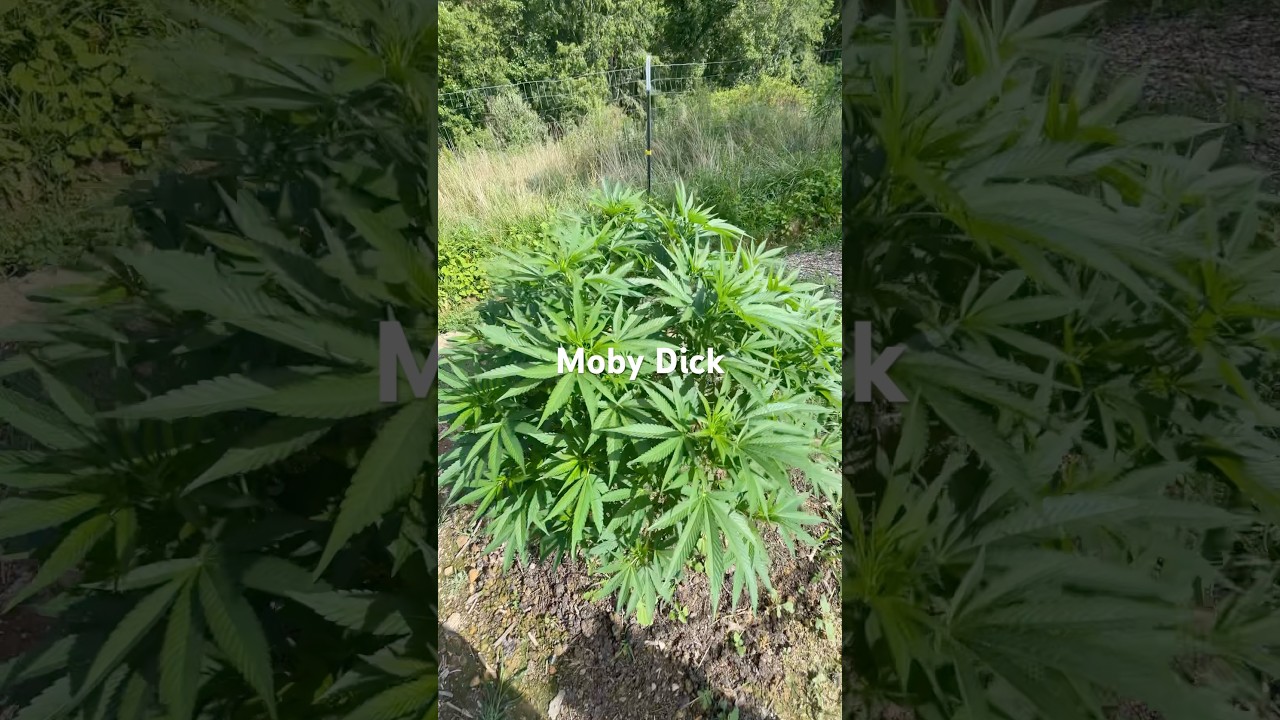 Moby Dick Outdoor Garden Grow July 17 2025 #Organic #WhiteWidow #Haze #OutdoorGrow #RQS #RoyalMoby