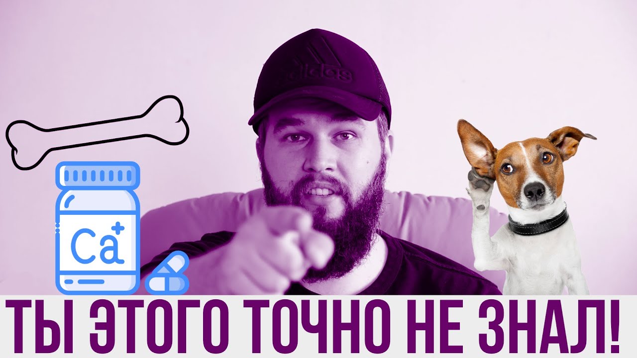 15 фактов про кальций в питании собак