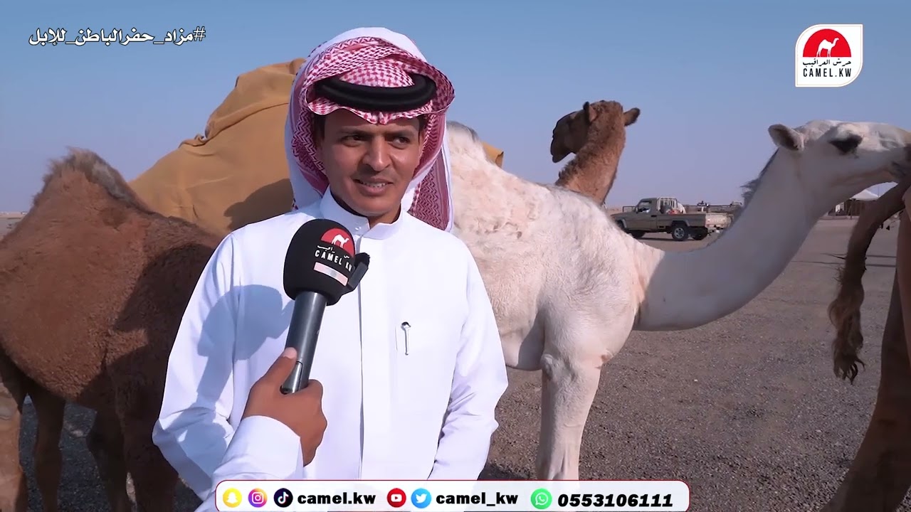 لقاءات السيدة اليوم الرابع ١٣-١٠-٢٠٢٣ #مزاد_حفرالباطن_للإبل